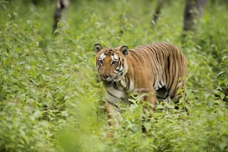How to Reach Bandipur National Park by Road, Train and Flight