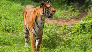 How to reach Sundarban National Park