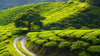 India Has Some of The Best Tea Plantations in The World; Check Out These 5
