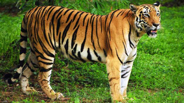 World Tiger Day 2016 Which Indian State Has The Highest Number Of Tigers News Travel News world-tiger-day-2016-which-indian-state-has-the-highest-number-of-tigers-news-travel-news