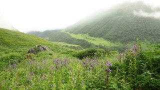 How to reach Valley of Flowers in Uttarakhand...