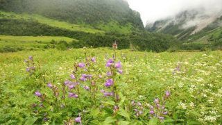 Road Trip: Here's How You Can Reach Valley of Flowers From Dehradun by Road
