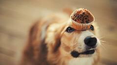 5 pet friendly cafes in Mumbai you must visit with your four legged best friend