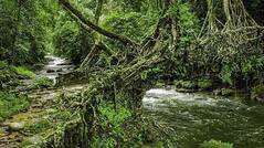 Here's How You Can Reach The Living Root Bridges in Meghalaya
