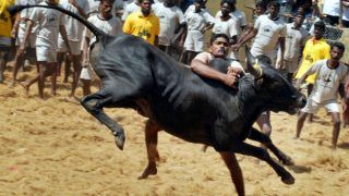 Jallikattu 2020: Over 2,000 Bulls Participate Only in Madurai | Watch