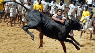 Jallikattu 2020: Over 2,000 Bulls Participate Only in Madurai | Watch