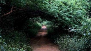 Most Haunted: Meet The Lady in White at Sanjay Van in Delhi
