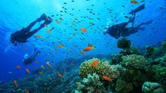 Love The Water? Here Are 5 Best Places You Can Scuba Dive at in India