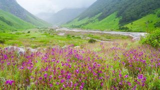 These Pictures of The Valley Of Flowers Will make You Want To Go There Now!