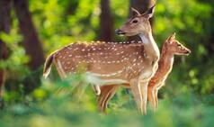 5 Beautiful Wildlife National Parks In South India