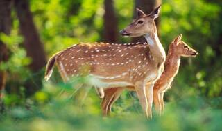 5 Beautiful Wildlife National Parks In South India
