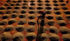 5 Coffee Plantations in South India That Contribute to The Coffee Culture of The Country