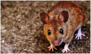 New Genetic Disorder Identified in Human Patient by US Patients