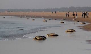 Odisha: This State on The Eastern Shore is Home to Beautiful Beaches