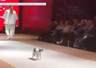 चल रहा था फैशन शो, रैंप पर कैटवॉक करने लगी बिल्ली, वीडियो VIRAL