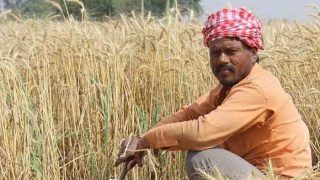Government Hikes Customs Duty on Wheat to 40 Per Cent