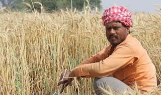 Government Hikes Customs Duty on Wheat to 40 Per Cent