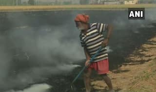 Punjab Farmers Burn Stubble, Say This Saves Time