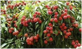 Good News: बिहार की शाही लीची को मिली वैश्विक पहचान, GI टैग से हुई लैस