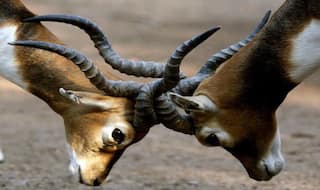 Blackbuck National Park in Gujarat is a Traveller's Delight