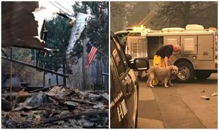 कैलिफोर्निया के जंगलों की आग में सब कुछ राख, फिर भी एक महीने तक घर के मलबे की रखवाली करता रहा डॉग