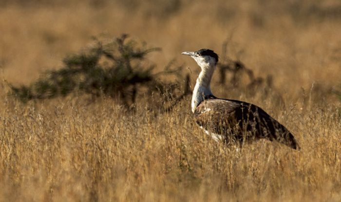 Kutch Bustard Sanctuary is An Ideal Getaway For Nature Enthusiasts |  India.com