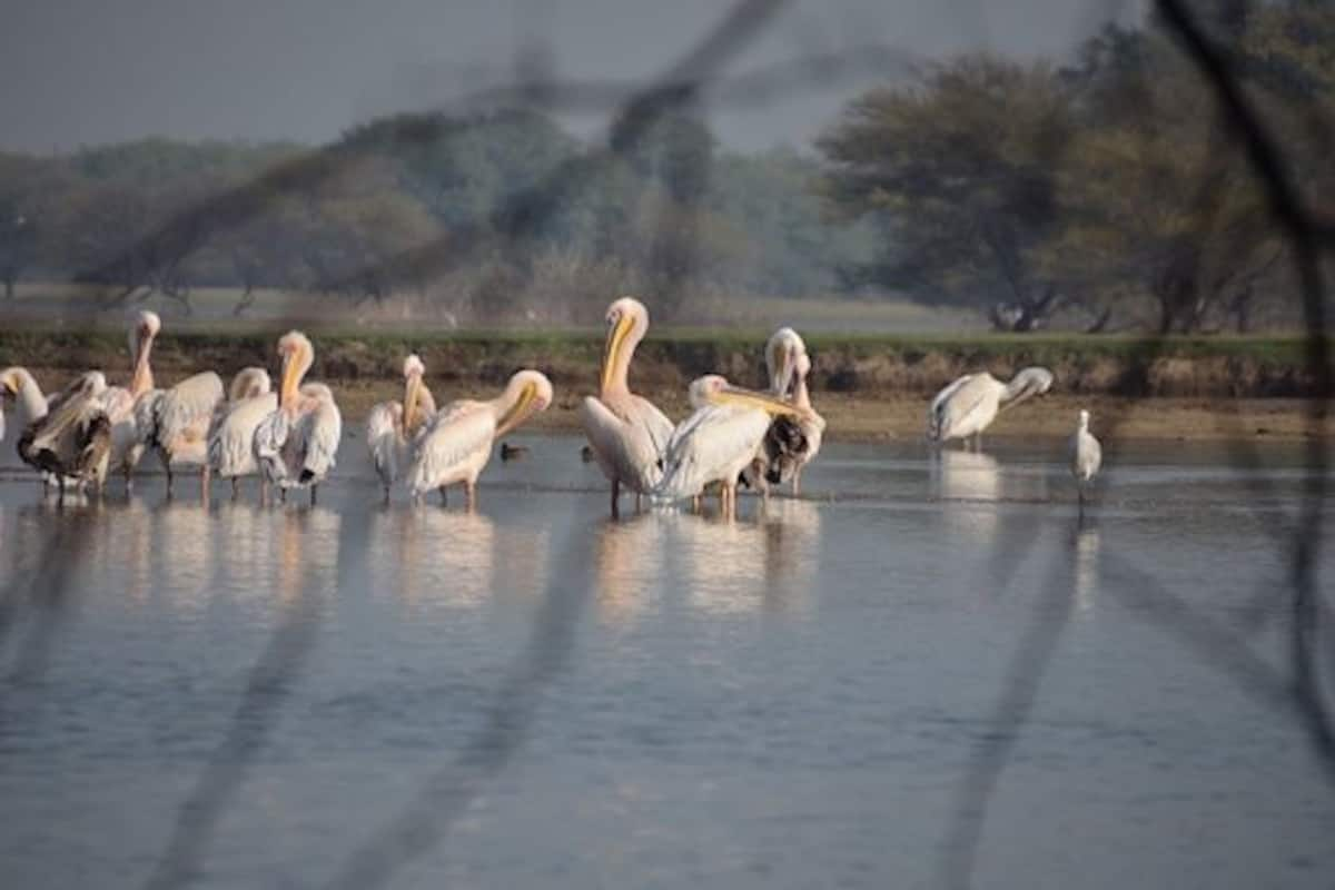 Thol Lake Bird Sanctuary Near Ahmedabad is an Experience in Itself ...