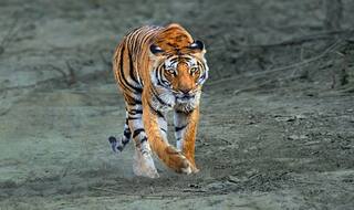 गुजरात के भावनगर जिले में शेर ने ग्रामीण को मार डाला, इलाके में सनसनी