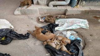 Kolkata: Two Women Arrested For Killing 16 Puppies, Dumping Bodies in Garbage Bags Near NRS Hospital