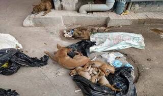Kolkata: Two Women Arrested For Allegedly Killing 16 Puppies