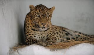 Hyderabad People Continue to Live in Fear as Leopard Plays Hide And Seek With Forest Officials in City Outskirts