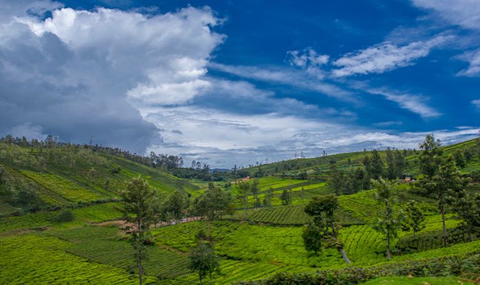 The Nilgiris