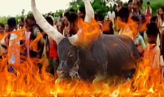 Cows Made to Walk Over Burning Hay as Part of Makar Sankranti Festival in Bengaluru