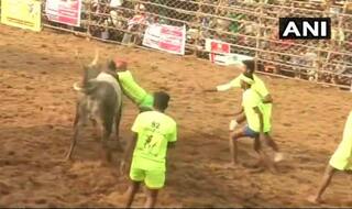 Jallikattu Continues in Tamil Nadu; 57 People Injured Till Now