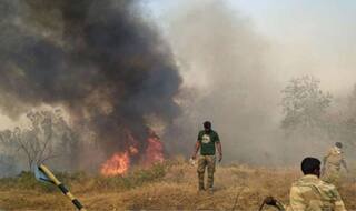 Major Fire in Bandipur Tiger Reserve Continues to Spread; Hundreds of Animal, Plant Species Killed