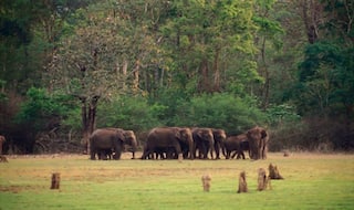 Bandipur National Park is Impeccably Rich in Vegetation And Wildlife