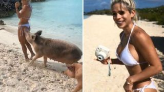 Fitness Model Michelle Lewin Gets Bitten by Annoyed Pig on Her Bottom in Bahamas Island, Calls it a ‘Love Bite’ – Watch Viral Video Fitness Model Michelle Lewin Gets Bitten by Annoyed Pig on Her Bottom in Bahamas Island, Calls it a ‘Love Bite’ – Watch Viral Video