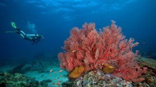 Best Beaches to Explore And Adventure Activities to Indulge in When in Havelock Island Best Beaches to Explore And Adventure Activities to Indulge in When in Havelock Island