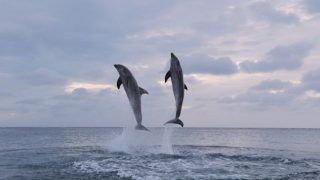5 Top Places to Spot Dolphin in India