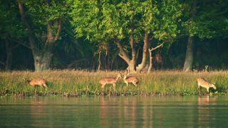 4 Things You Must do When in Sundarbans