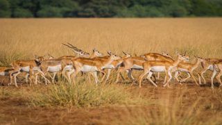 Tal Chhapar Sanctuary: A Wildlife Getaway From Jaipur Tal Chhapar Sanctuary: A Wildlife Getaway From Jaipur