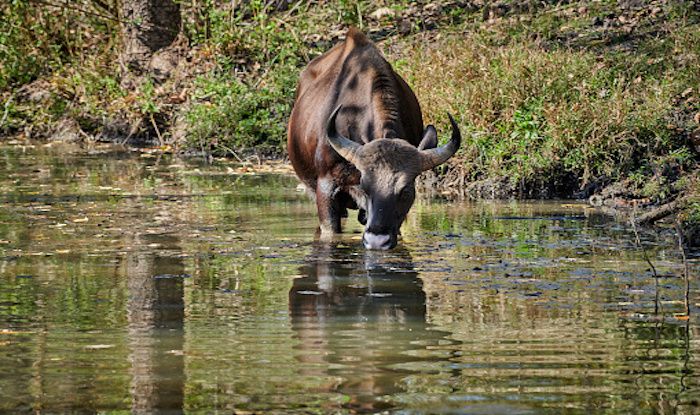 Image result for kabini wildlife sanctuary