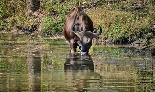 Kabini Wildlife Sanctuary: A Tryst With Karnataka's Biodiversity