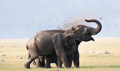 3 Types of Safaris to Try in Jim Corbett National Park