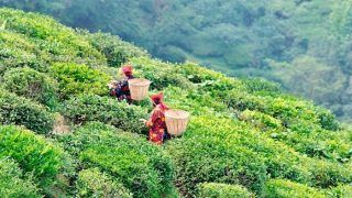 5 Must Visit Tea Estates in Darjeeling 5 Must Visit Tea Estates in Darjeeling