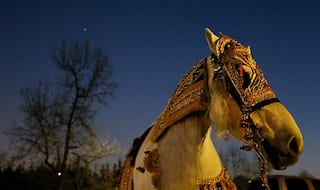 Son-in-Law of Politics: Candidate Arrives on Horse in Groom's Attire to File Nomination