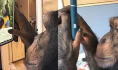 Viral Video of Chimpanzee Scrolling Instagram Feed Like a Pro Will Make Your Jaw Drop