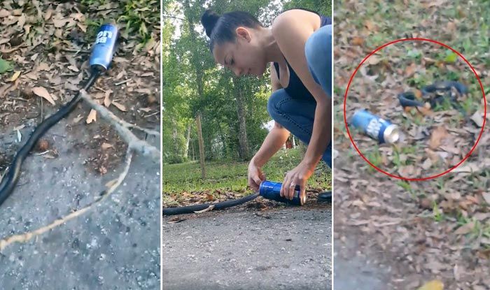 Watch Viral Video of a Florida Woman Rescuing Snake Stuck in Beer Can Watch Viral Video of a Florida Woman Rescuing Snake Stuck in Beer Can