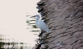 Solapur: Land of Temples, Lakes And Exotic Birds