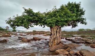 Sonbhadra: Of Cave Paintings And Fossil Parks